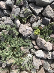 Lomatium austiniae