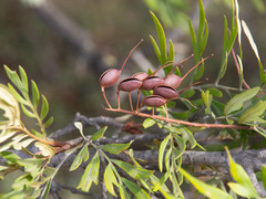 Grevillea robusta