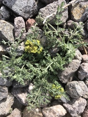 Lomatium austiniae