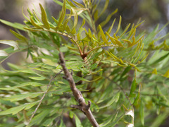 Grevillea robusta