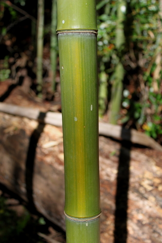 Phyllostachys aureosulcata