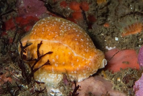 Cypraea fuscodentata observed 2024-02-11