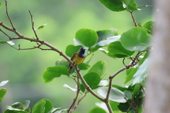 Apricot-Breasted Sunbird photo 2