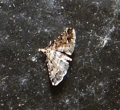 Sufetula hemiophthalma