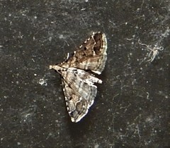 Sufetula hemiophthalma