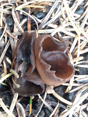 Plicaria endocarpoides