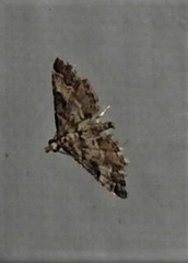 Sufetula hemiophthalma