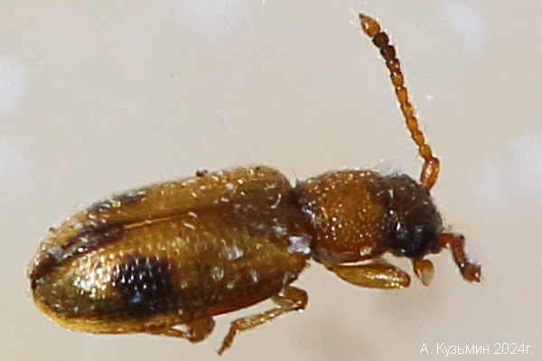 Жук Psammoecus bipunctatus (bipuncatatus)