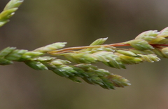 Poa chapmaniana