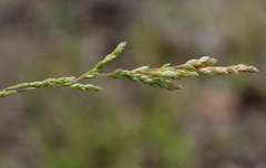 Poa chapmaniana