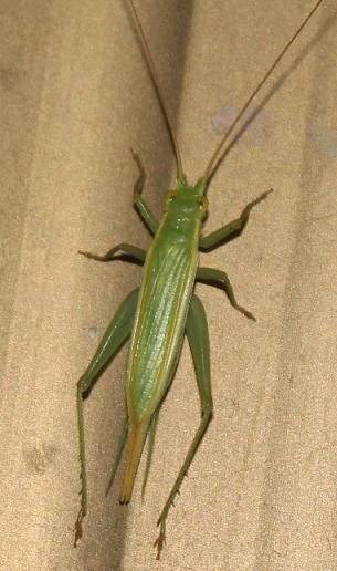 Metiochodes