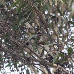 Phylidonyris novaehollandiae