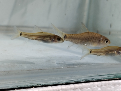Mekong barb (Poropuntius deauratus) — Cyprinidae — 4