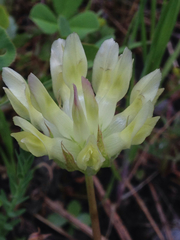 Trifolium fucatum