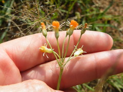 Tulbaghia leucantha