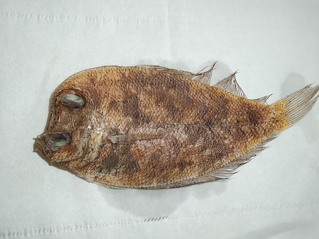 Kobe Flounder