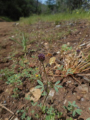Trifolium albopurpureum