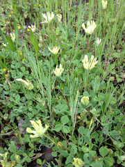 Trifolium fucatum