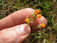 Tulbaghia leucantha
