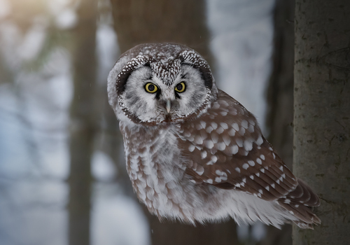 Boreal Owl, photo 4 of 10