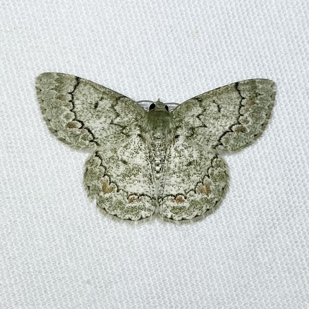 Epipristis oxycyma
