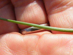 Tulbaghia leucantha