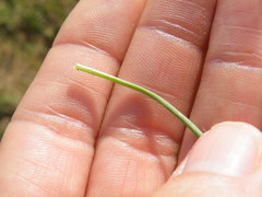 Tulbaghia leucantha