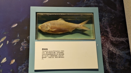 Reeves' Shad (Tenualosa reevesii) · iNaturalist