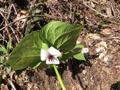 Trillium rugelii