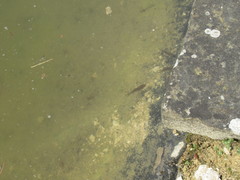 Gasterosteus aculeatus