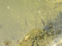 Gasterosteus aculeatus