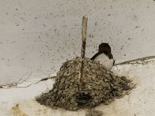 Barn Swallow