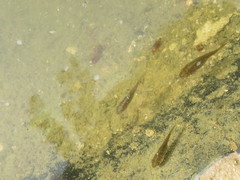 Gasterosteus aculeatus