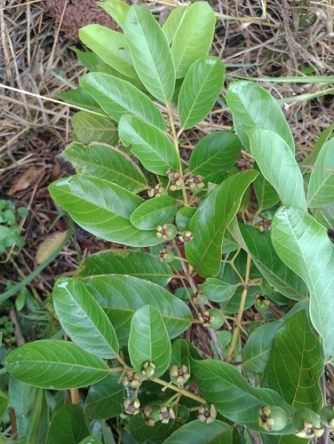Psidium guineense