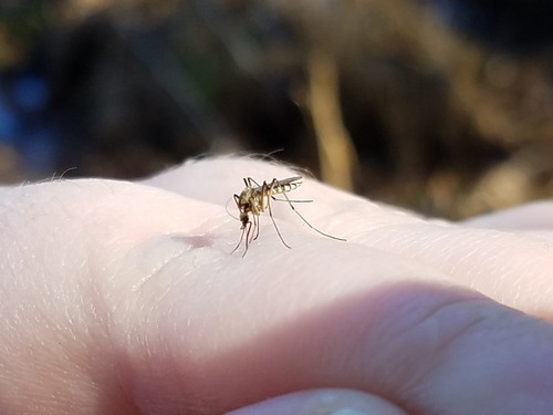 Northern Floodwater Mosquito photo 3