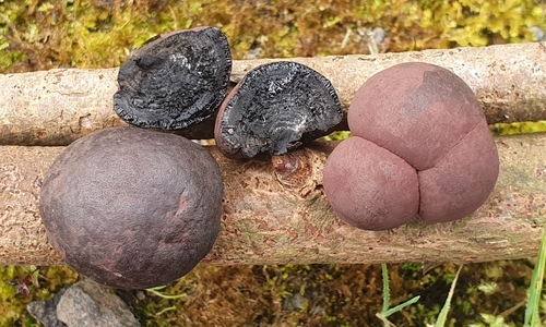 Daldinia macaronesica