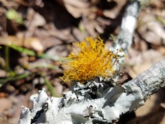 Teloschistes exilis