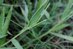 Urochloa platyphylla