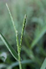 Urochloa platyphylla