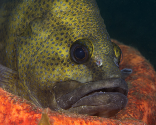 Boot (Acanthistius ocellatus) — Serranidae — 3