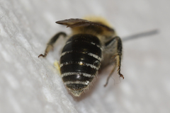 Colletes thoracicus