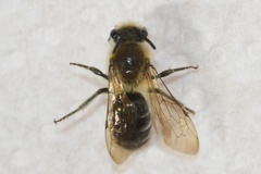 Colletes thoracicus