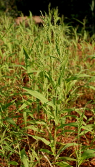 Urochloa ramosa