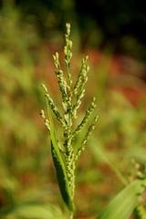 Urochloa ramosa