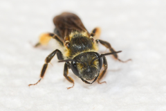 Andrena confederata