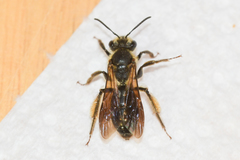 Andrena confederata