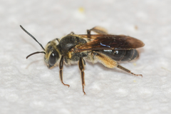 Andrena confederata