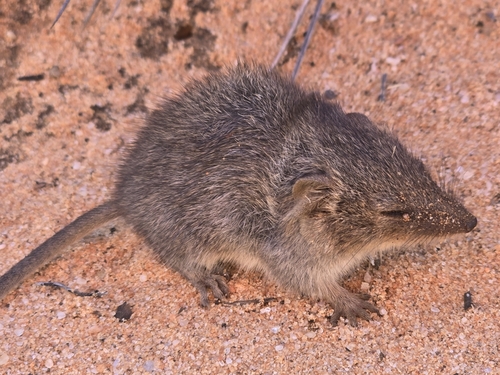 Southern Ningaui (Ningaui yvonneae)