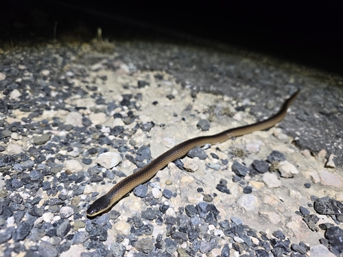 Black-naped Hooded Snake sighting