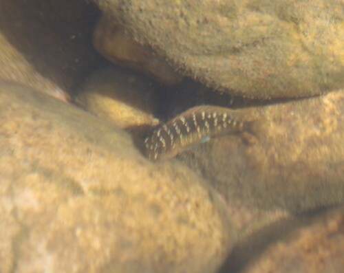 Tropheus moorii